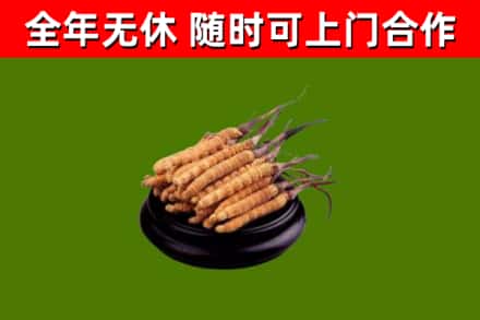 宾川烟酒回收冬虫夏草.jpg
